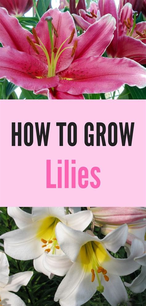 How to Plant and Grow Lilies - Natalie Linda | Growing lilies, Flower garden care, Lily garden