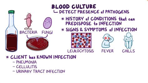 Blood cultures: Nursing - Osmosis Video Library