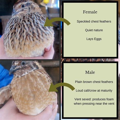 How to Raise Coturnix Quail on Your Small Homestead | Raising quail ...