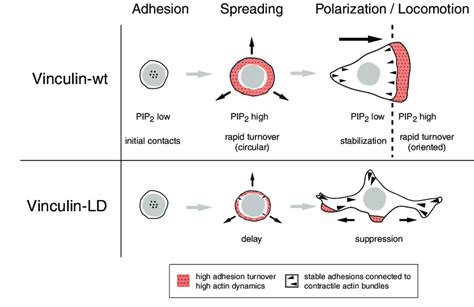 Model of vinculin involvement in the regulation of adhesion turnover.... | Download Scientific ...