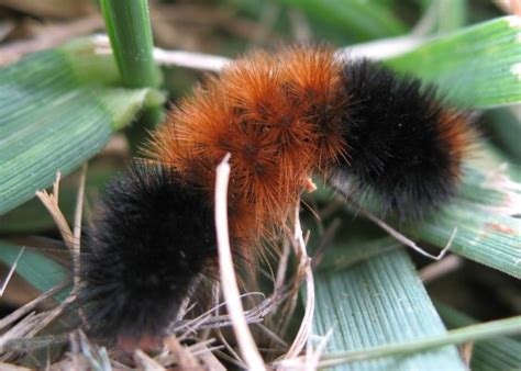 Red and Black Caterpillar - Pyrrharctia isabella - BugGuide.Net