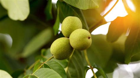 How to Plant, Grow, & Care for Walnut Tree (Complete Guide)