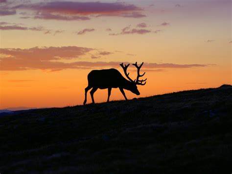 Free Images : silhouette, sunrise, sunset, prairie, morning, dawn, dusk, deer, mammal, trestle ...