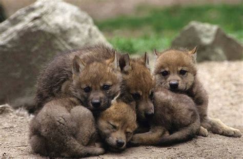 Pin by Des D.Y. on Videos | Baby wolves, Wolf dog, Baby animals