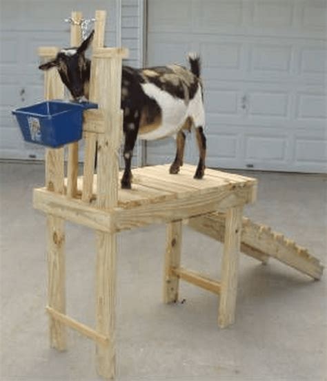 Inexpensive Goat Milking Stand in 10 Steps