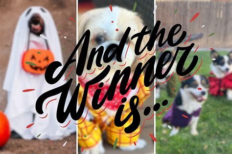 2023 Halloween Pet Photo Contest Finalists