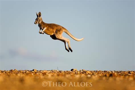 red kangaroo joey jumping | Theo Allofs Photography