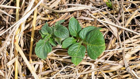 What Is Straw Bale Gardening And How To Implement It In Your Outdoor Space