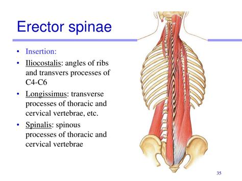 Erector Spinae Muscles Earth39s Lab