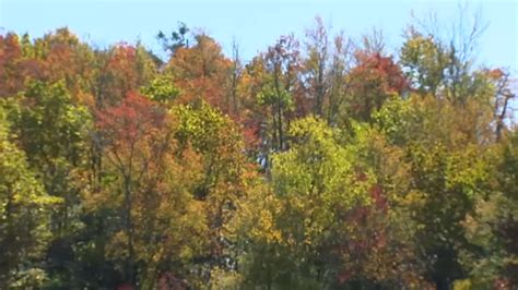 Fall colors 2021: Foliage forecast for North Carolina calls for vibrant year with lots of ...