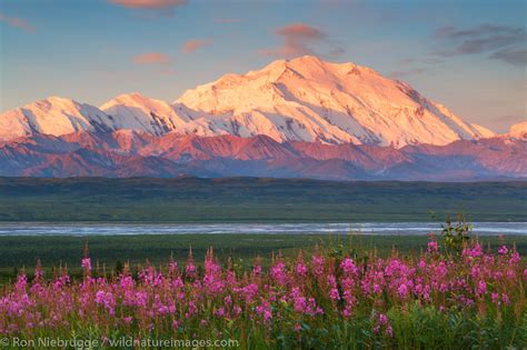 Fireweed at Sunset | Denali National Park, Alaska. | Photos by Ron Niebrugge