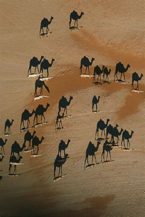 A pack of camels trekkin through the Sahara Desert. The low angle of ...