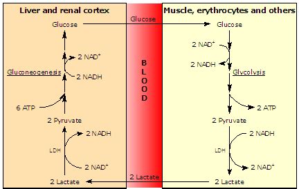 Cori-cycle | The poor, misunderstood calorie