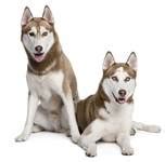 The Samoyed Husky Mix (Samusky): A Comprehensive Guide (With Pictures)