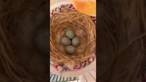 my #canary put #eggs 😍 #viral #shorts #birds - YouTube