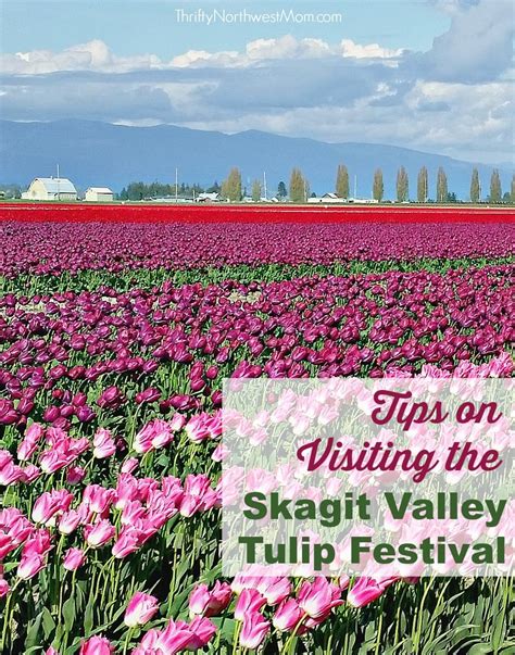 Skagit Valley Tulip Festival Tips & Places to Visit!