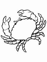 Sea Crab coloring Page  Free Printable Coloring Pages sketch template