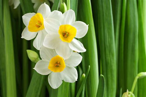 Greek Mythology Narcissus Flower, A Summary And Analysis Of The Echo And Narcissus Myth ...