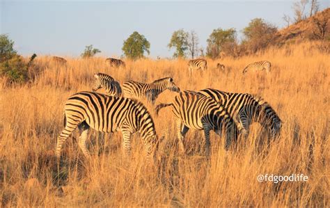 Pilanesberg National Park | oursongfortoday