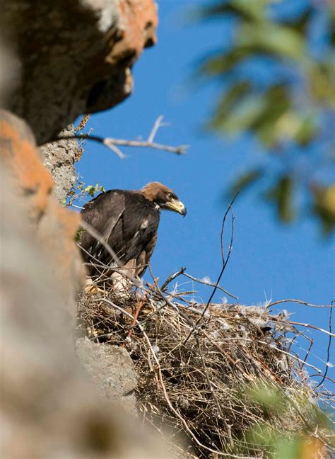 Alasdair Turner Photography: Golden Eagle Nest Work