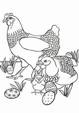 Easter Chicken Coloring Page By Colleenie Co  TPT sketch template