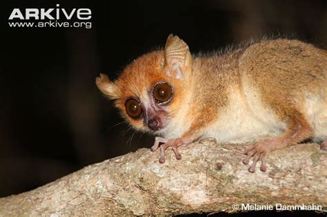 Madame Berthe's mouse lemur - Alchetron, the free social encyclopedia