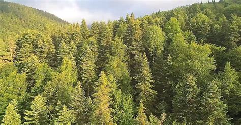 Drone Footage Of Pine Trees In A Forest · Free Stock Video