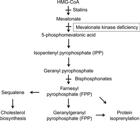 Overview of the mevalonate pathway. Notes: The pathway starts with... | Download Scientific Diagram