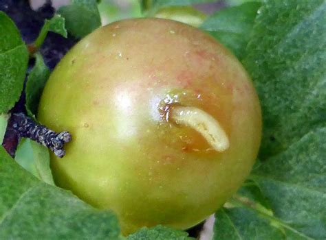 Apple Maggot | Intermountain Fruit | USU