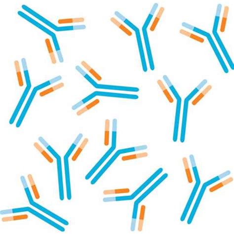 Anti-Centromere Protein F (CENP-F) Antibodies - Kerafast