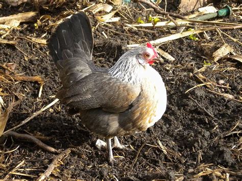 Dutch Bantam Chicken Breed: History, Characteristics, Temperament & Comb Type - Grow Chicken