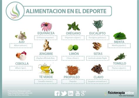 Plantas medicinales y antibióticos naturales | FisioOnline