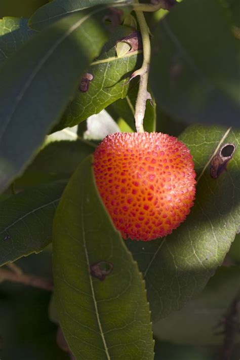 Unique Fruit: The Weird Fruit Trees