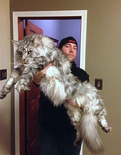 Giant Domestic Cat