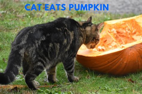 Can Cats Eat Pumpkin Pie Filling? Unveiling the Truth