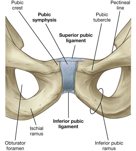 Pelvis and Perineum | Basicmedical Key