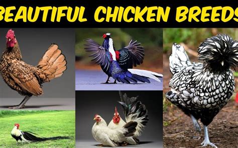 17 Exotic Chicken Breeds (With Pictures)