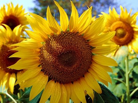 Golden Sunflowers - Flowers & Nature Background Wallpapers on Desktop Nexus (Image 1911966)