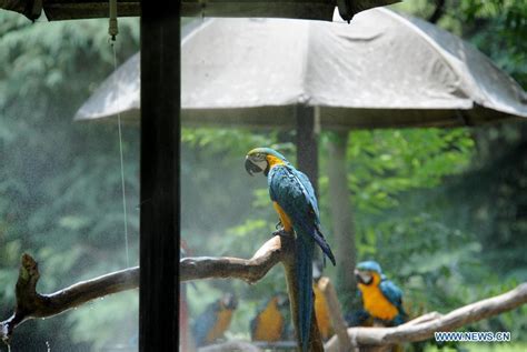 Shanghai Zoo takes measures to help its animals fend off summer heatwave