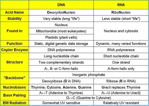 Differentiate between DNA and RNA. | Class Eleven Biology