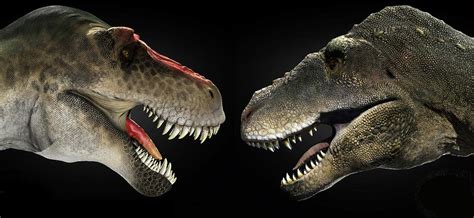 Tyrannosaurus Rex Face To Face Photograph by Robert Fabiani