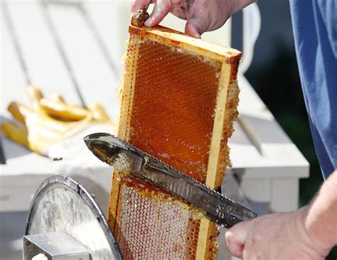 When to Harvest Honey - Miller Manufacturing Company Blog