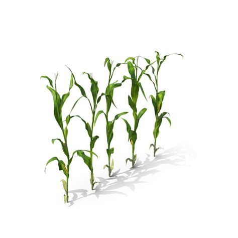 Corn Row PNG Images & PSDs for Download | PixelSquid - S111698212