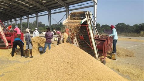 Kharif Crop Procurement to Start in Haryana from October 1