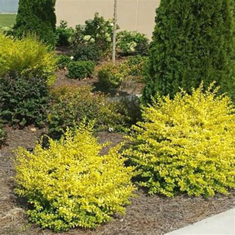 Southern Living Plant Collection 2 Gal. Sunshine Ligustrum, Evergreen Shrub, Bright Golden ...