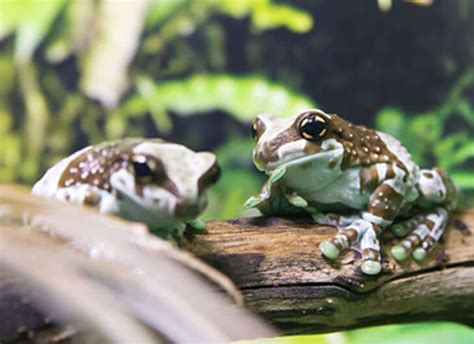 Info Amazon Milk Frog Care Sheet – Reptile Centre