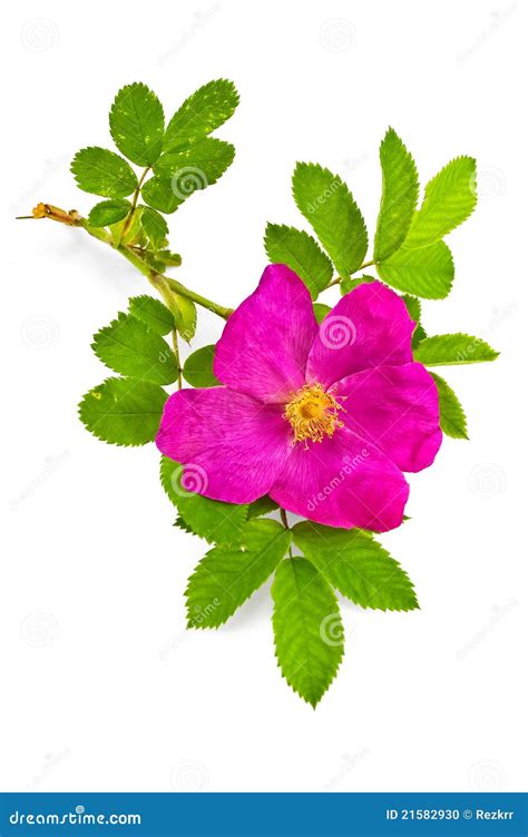 Flower briar stock photo. Image of rose, bright, environment - 21582930