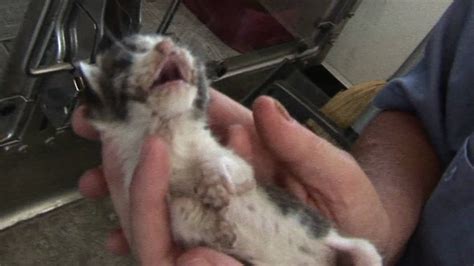 Kitten Dying Taken Out Of Cage_Shelter.6_23 - YouTube