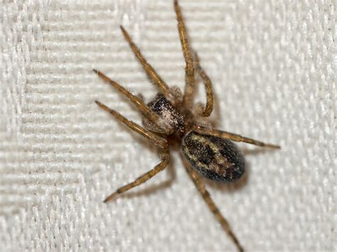 Domestic house spider | Tegenaria domestica, a harmless spid… | Flickr