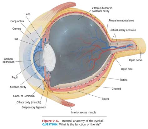 outer eye anatomy